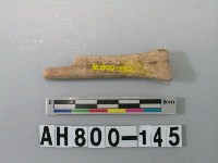 藏品(獸骨殘骸)的圖片